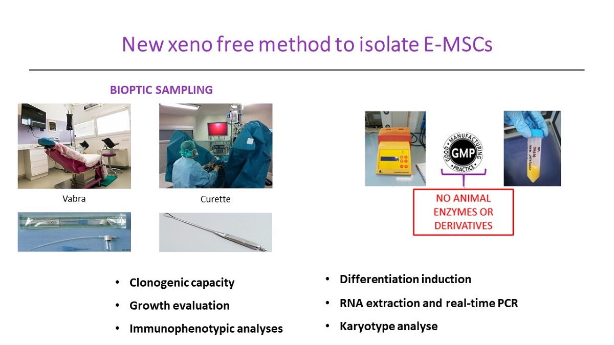 Validation Of A Novel Xeno Free Method For Human Endometrial Mesenchymal Stromal Cells E Mscs Isolation And Culture V1 Preprints