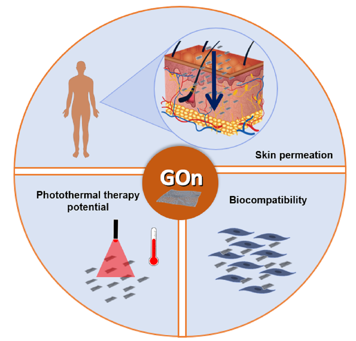 Graphene Oxide Topical Administration Skin Permeability Studies V1 Preprints