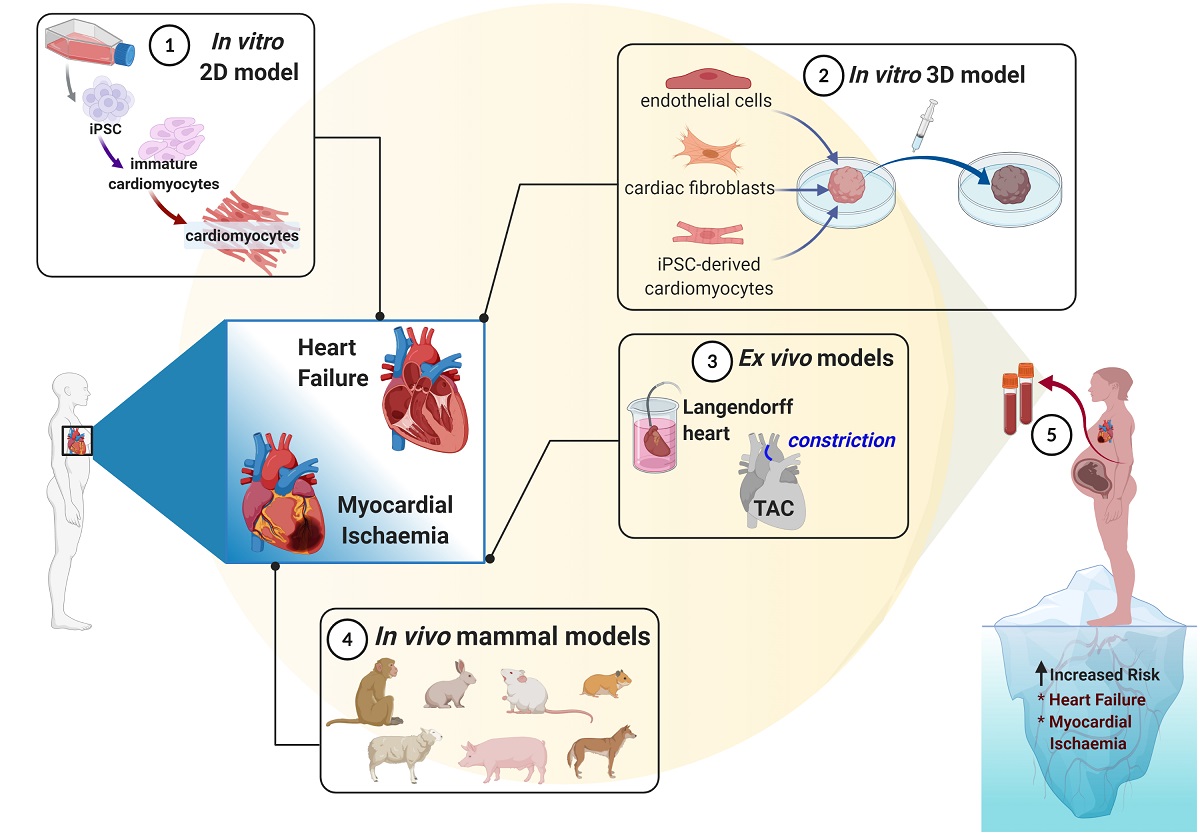 Considerations To Model Heart Disease In Women With Preeclampsia And Cardiovascular Disease V1 Preprints