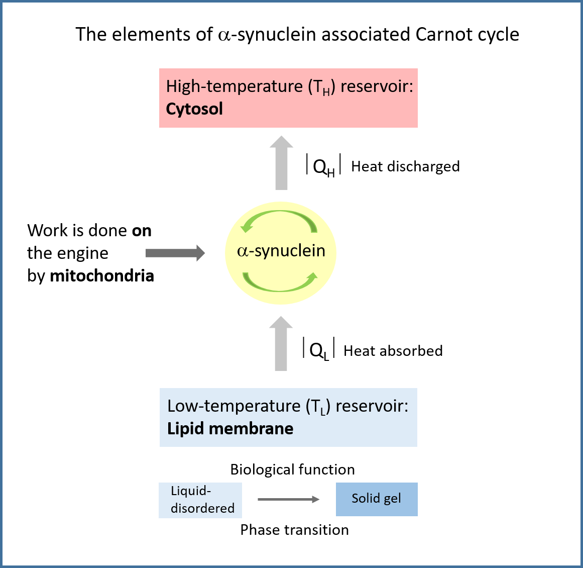 Role Of Alpha Synuclein In Cell Biology A Hypothesis V1 Preprints