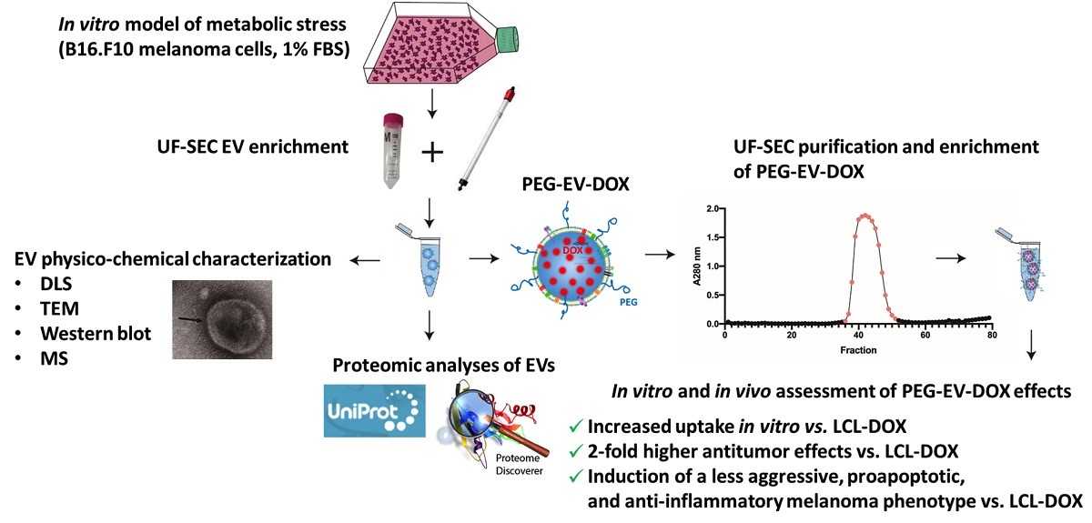 Trojan Horse Treatment Based On Peg Coated Extracellular Vesicles To Deliver Doxorubicin To Melanoma In Vitro And In Vivo V1 Preprints