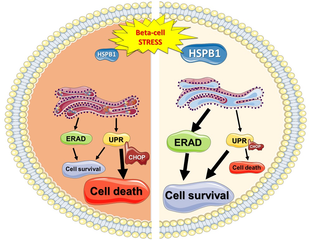 Hspb1 Is Essential For Inducing Resistance To Proteotoxic Stress In Beta Cells V1 Preprints