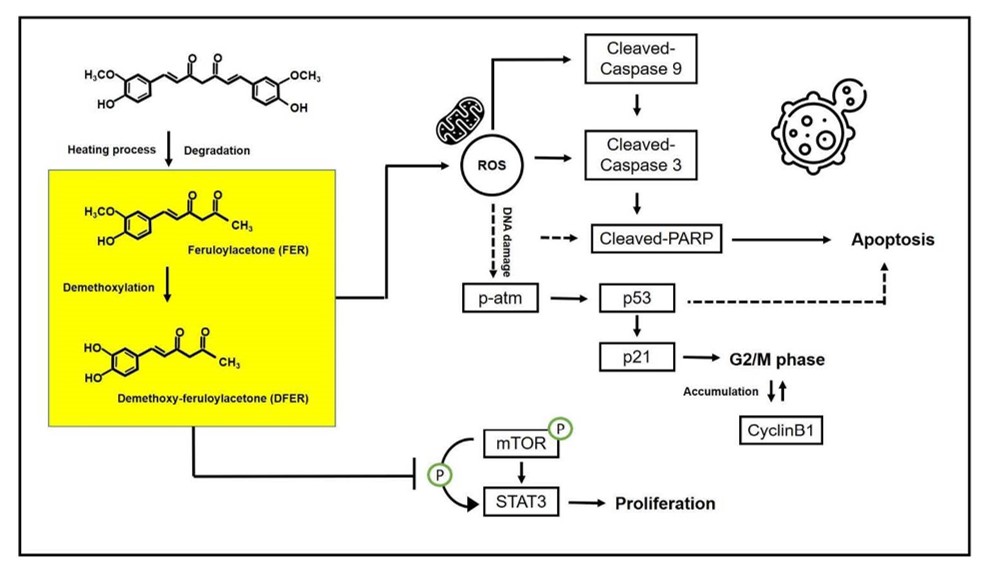 A Natural Degradant Of Curcumin Feruloylacetone Inhibits Cell Proliferation Via Inducing Cell Cycle Arrest And A Mitochondrial Apoptotic Pathway In Hct116 Colon Cancer Cells V1 Preprints
