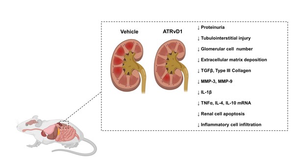 Atrvd1 Attenuates Renal Tubulointerstitial Injury Induced By Albumin Overload In Sepsis Surviving Mice V1 Preprints