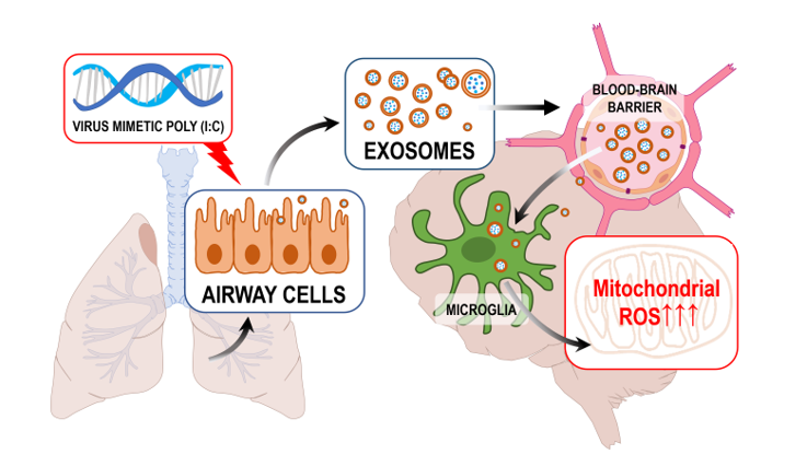 Virus Mimetic Poly I C Primed Airway Exosomes Enter Brain And Induce Mitochondrial Reactive Oxygen Species In Microglia V1 Preprints