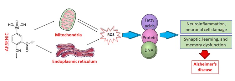 Exposure To Environmental Factor Arsenic And Emerging Risk Of Alzheimer S Disease Perspective Mechanisms Management Strategy And Future Directions V1 Preprints