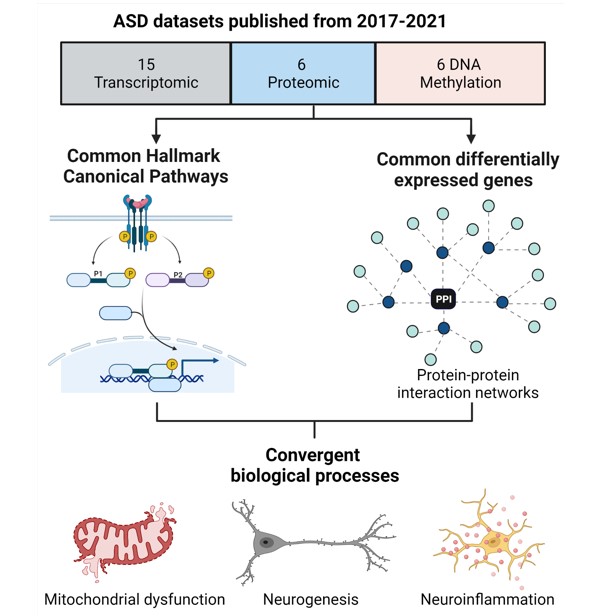 Convergent Canonical Pathways In Autism Spectrum Disorder From Proteomic Transcriptomic And Dna Methylation Data V1 Preprints