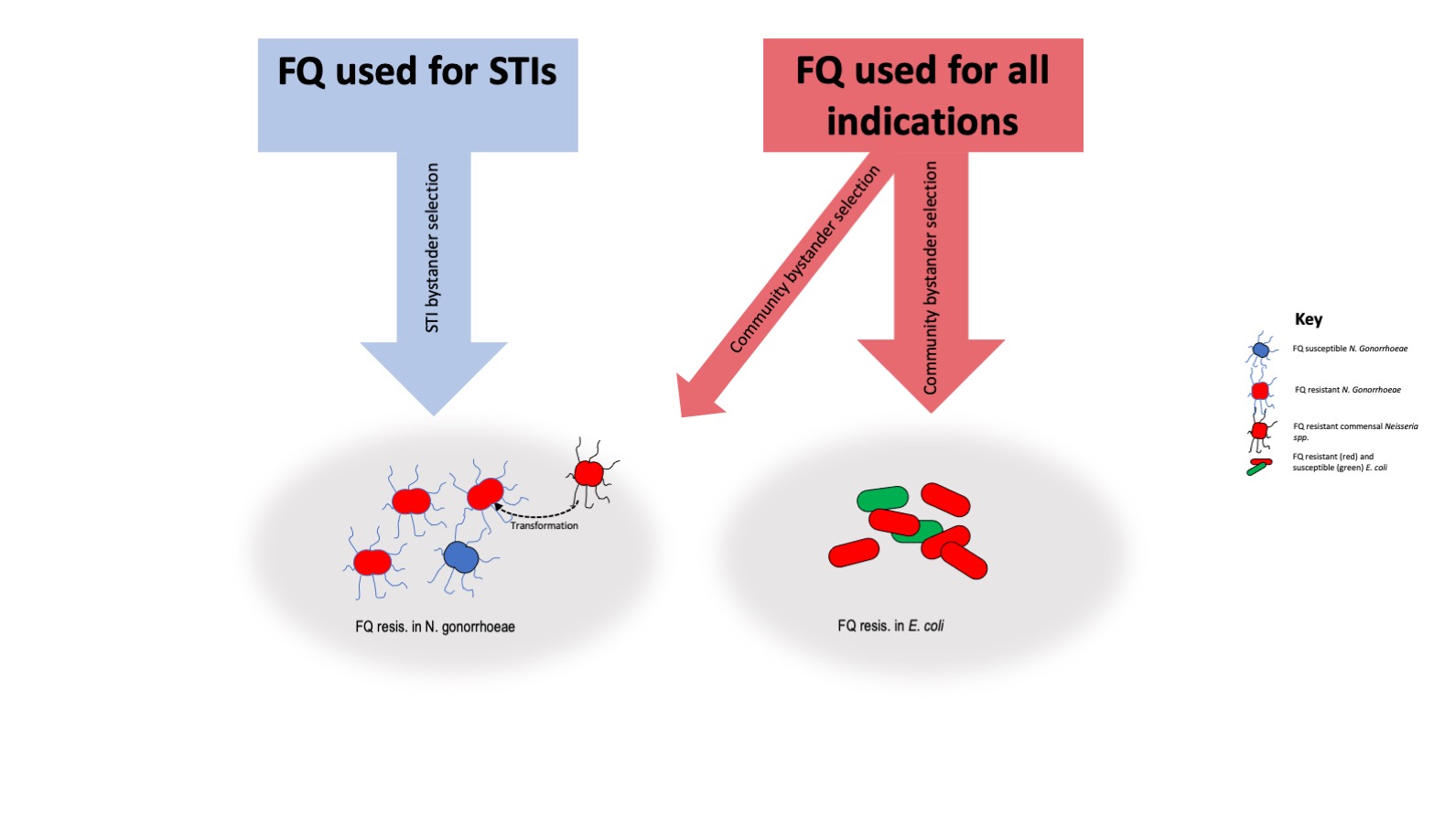 Syndemics Of Fluoroquinolone Resistance In N Gonorrhoeae E Coli And K Pneumoniae A Global Ecological Analysis V1 Preprints