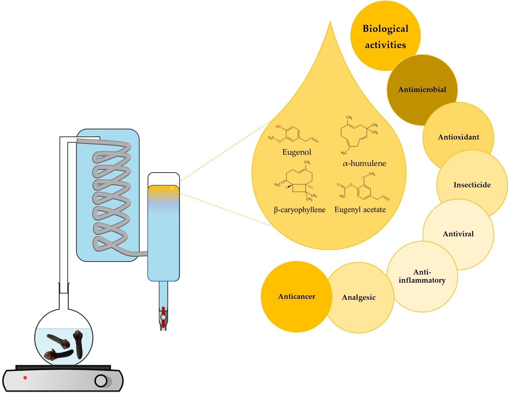 Clove Essential Oil (Syzygium aromaticum L. Myrtaceae) Extraction