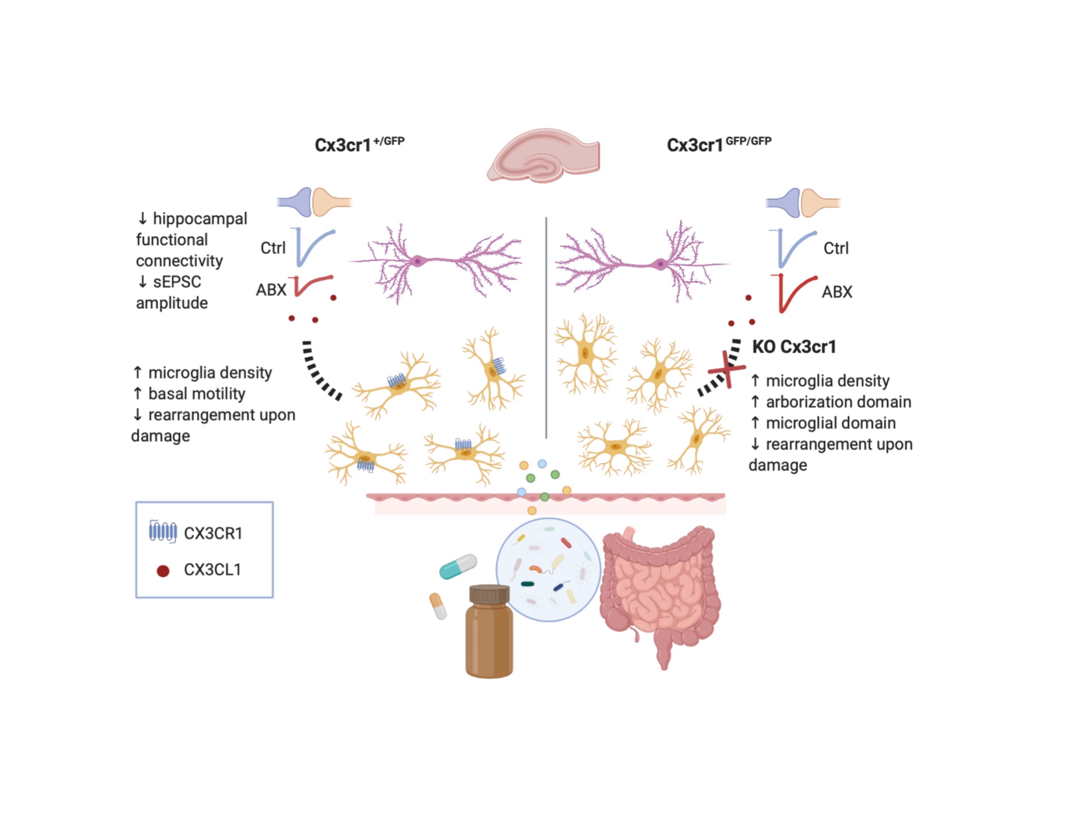 Antibiotics Treatment Modulates Microglia Synapses Interaction Through Cx3cl1 Cx3cr1 Axis V1 Preprints