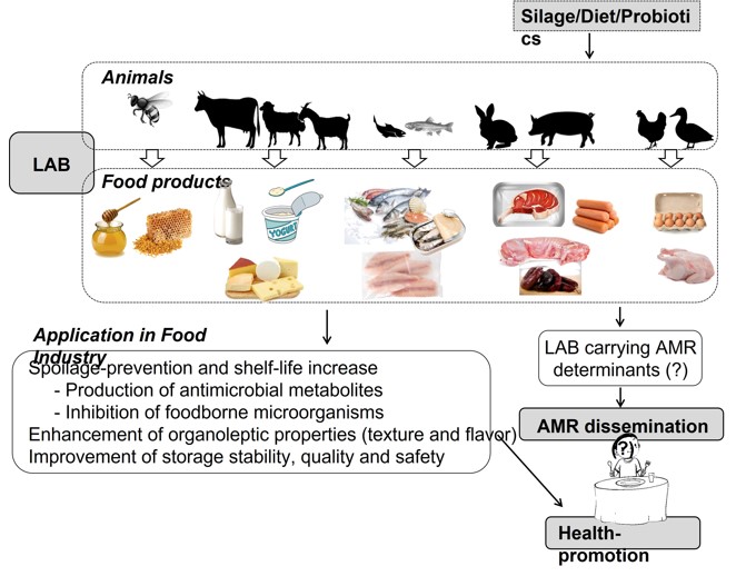 Role of Lactic Acid Bacteria from Animal Products in Human Health – One  Health Perspective[v1] | Preprints