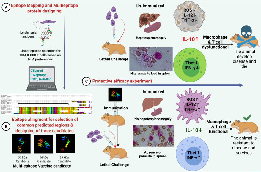 A T Cell Epitope Based Multi Epitope Vaccine Designed Using Human Hla Specific T Cell Epitopes Induces Sterile Immunity Against Experimental Visceral Leishmaniasis In Hamsters V1 Preprints