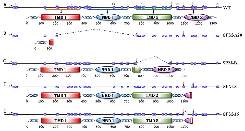 Genetic Knockouts Indicate That The Abcc2 Gene In The Bollworm Helicoverpa Zea Is Not A Major Receptor For The Cry1ac Insecticidal Protein V1 Preprints