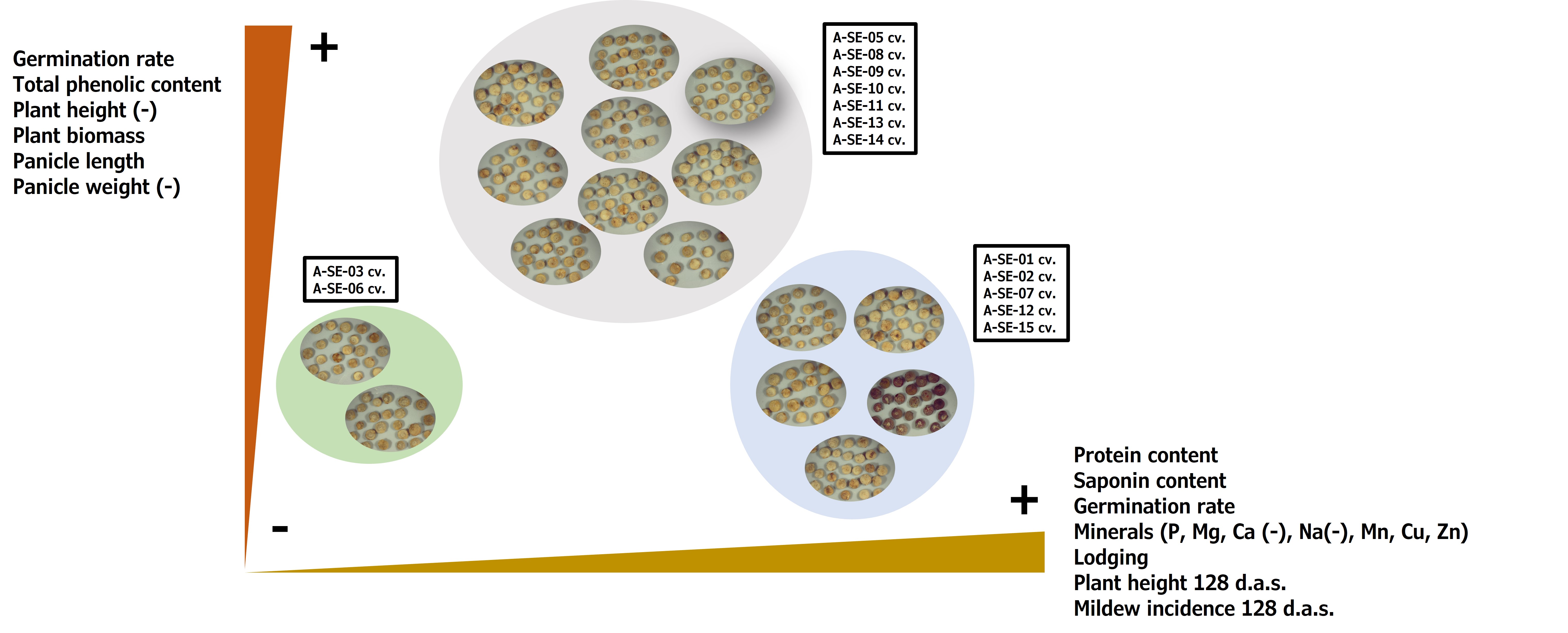 Genotype Dependent Variation Of Nutritional Quality Related Traits In Quinoa Seeds V2 Preprints