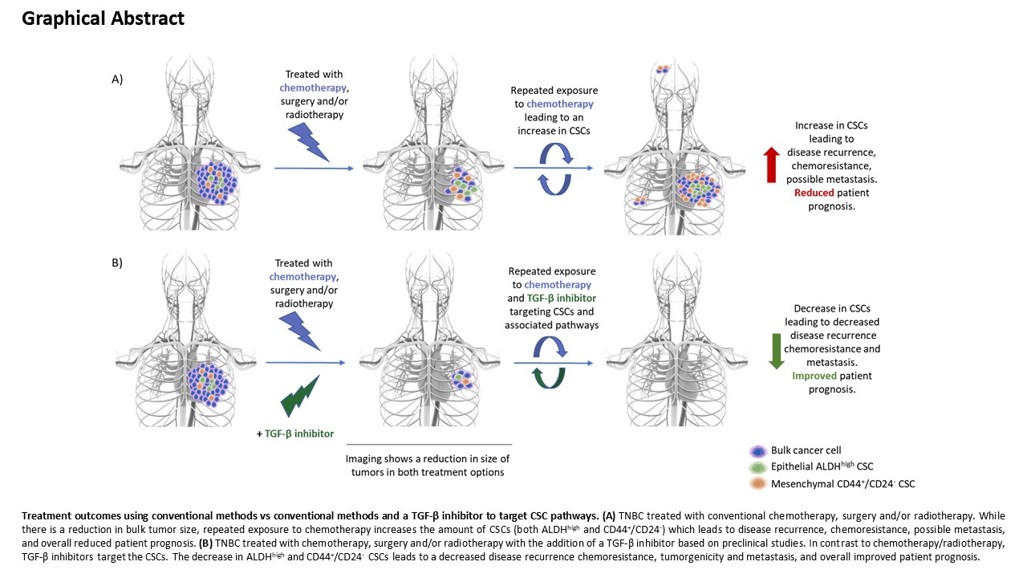 Clinically Translatable Approaches Of Inhibiting Tgf B To Target Cancer Stem Cells In Tnbc V1 Preprints