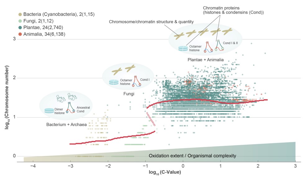 Regime Shift Of Genome Size Crossing The Chasm Of Eukaryogenesis V1 Preprints Regime Shift Of Genome Size Crossing The Chasm Of Eukaryogenesis V1 Preprints