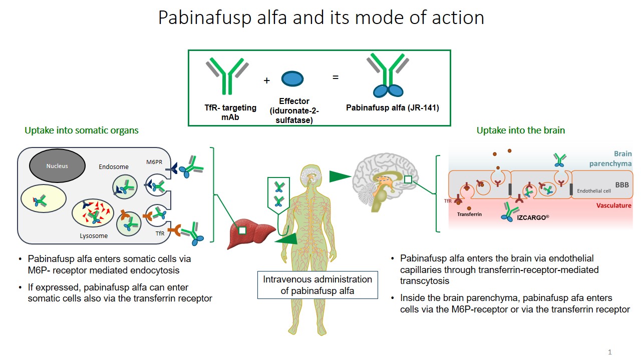 Enzyme Replacement Therapy With Pabinafusp Alfa For Neuronopathic Mucopolysaccharidosis Ii An Integrated Analysis Of Preclinical And Clinical Data V1 Preprints