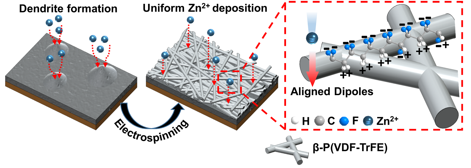 Inhibition of Zinc Dendrites Realized by βP(VDFTrFE) Nanofiber Layer