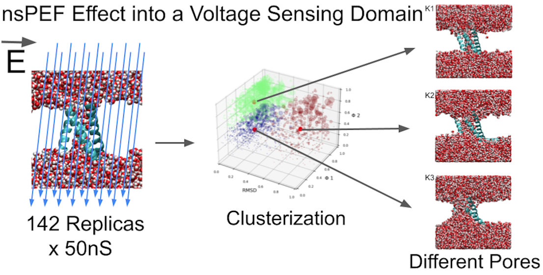 ProteinMediated Electroporation through a Cardiac Voltage Sensing