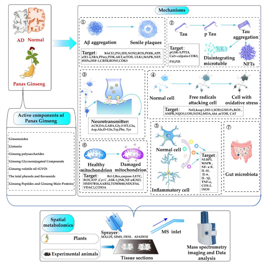 A Review on the Research Progress of Mechanism of Panax ginseng C. A
