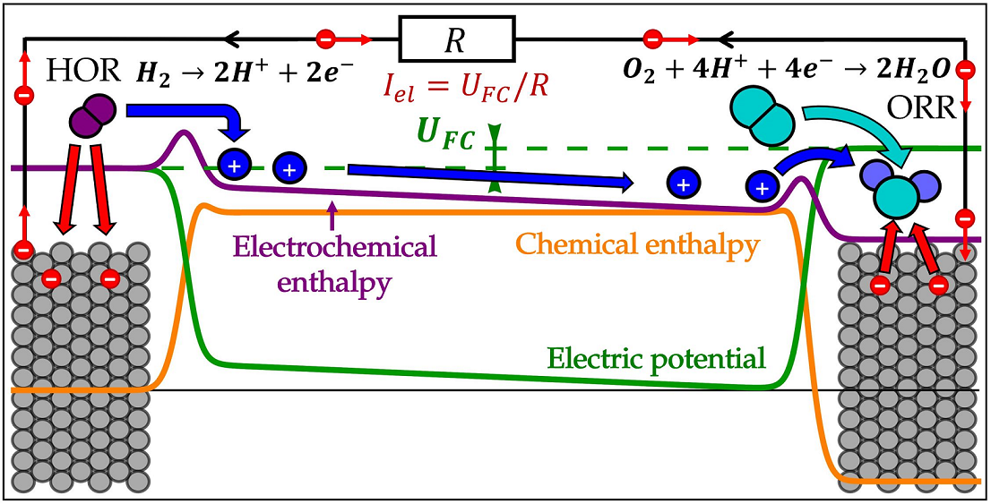 Educational Model of Electric Potential, Electrochemical Reactions, and