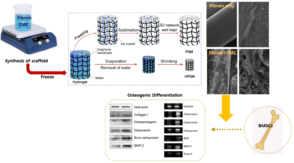 Fabrication and Characterization of TissueEngineered Carboxymethyl Cellulose Scaffolds