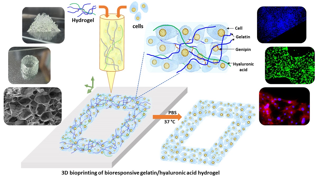 Bioresponsive GelatinHyaluronic Acid Hydrogels for 3D Bioprinting[v1