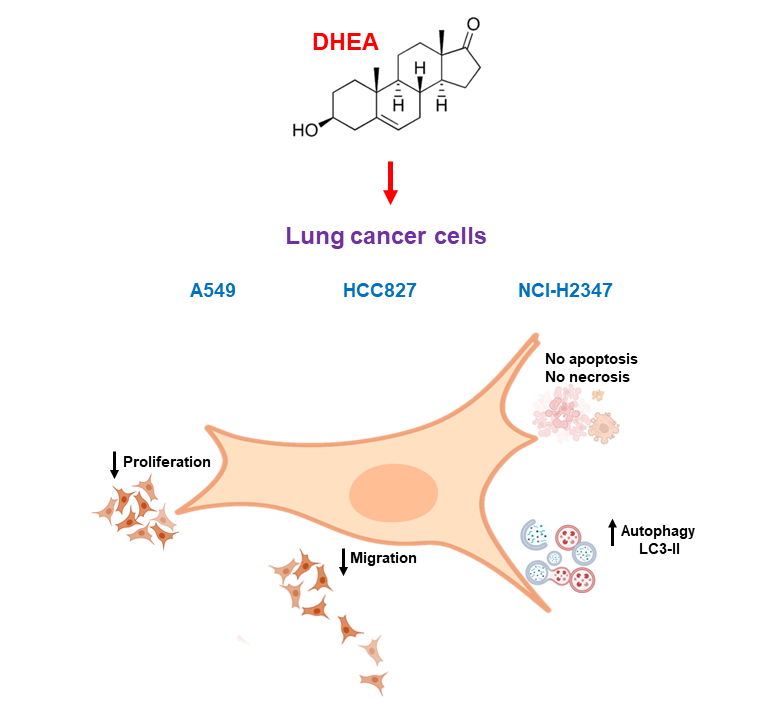 Dehydroepiandrosterone Suppresses Proliferation and Migration while