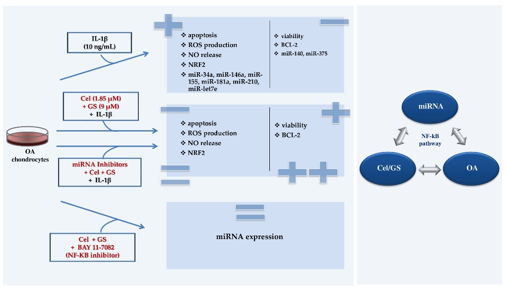MicroRNA as Possible Mediators of the Synergistic Effect of Celecoxib