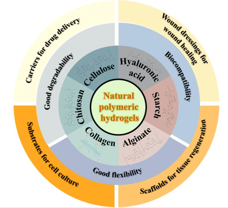 Natural PolymerBased Hydrogels From Polymer to Biomedical Application