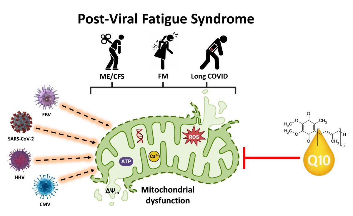 Mitochondrial Dysfunction and Coenzyme Q10 Supplementation in Post