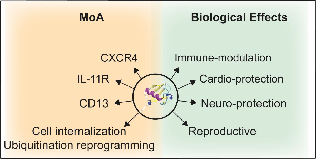 Almost 50 Years of Monomeric Extracellular Ubiquitin (eUb)[v1