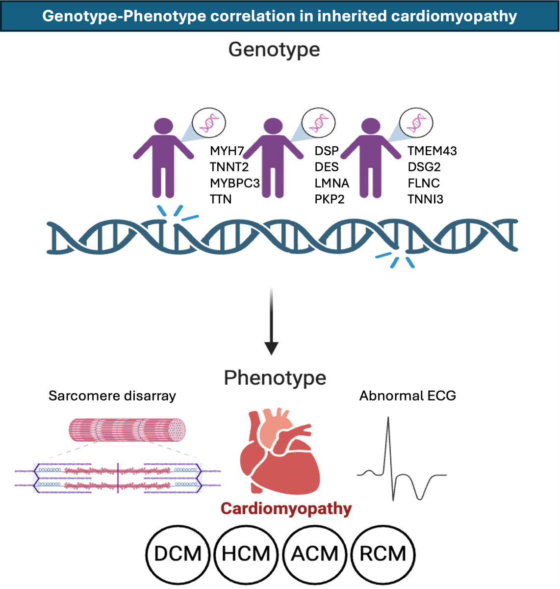 Genotype-Phenotype Correlations in Inherited Cardiomyopathies, Their ...